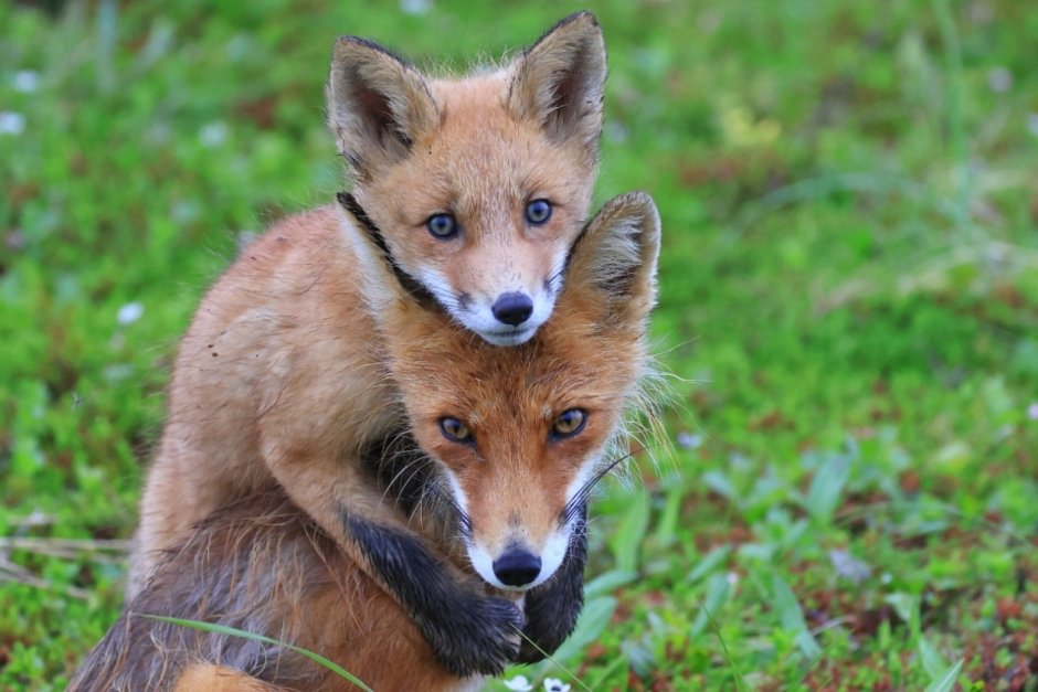 Лиса Камчатка