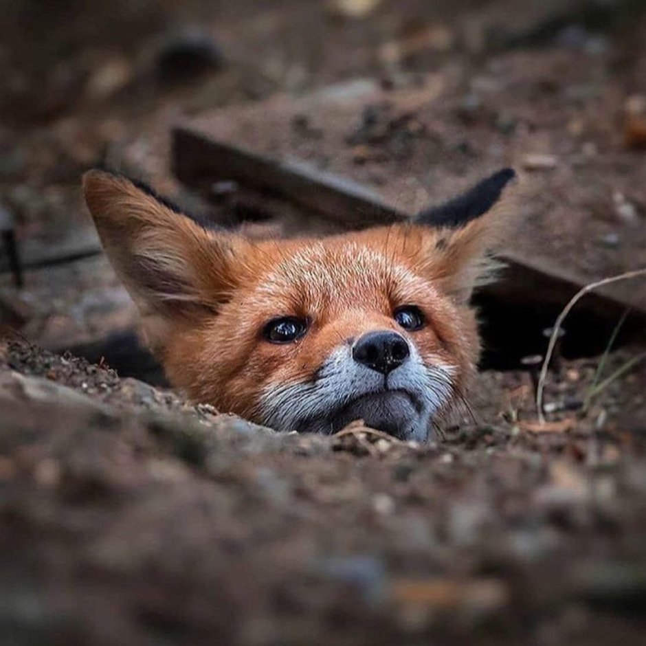 Лисенок Эстетика