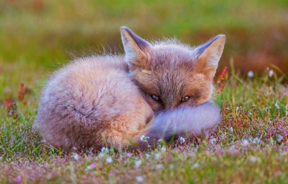 Маленький Лисенок