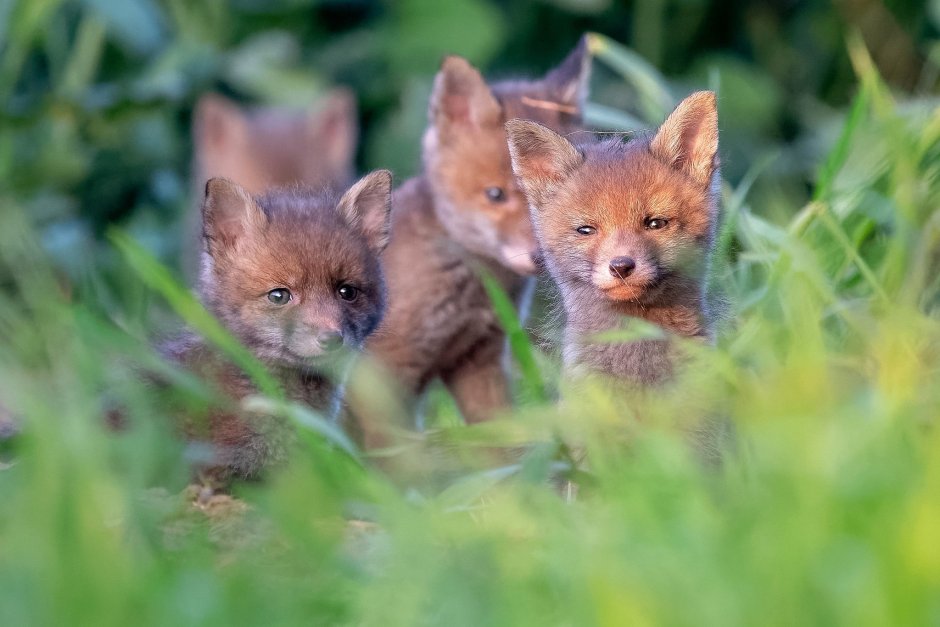 Лисёнок Мия