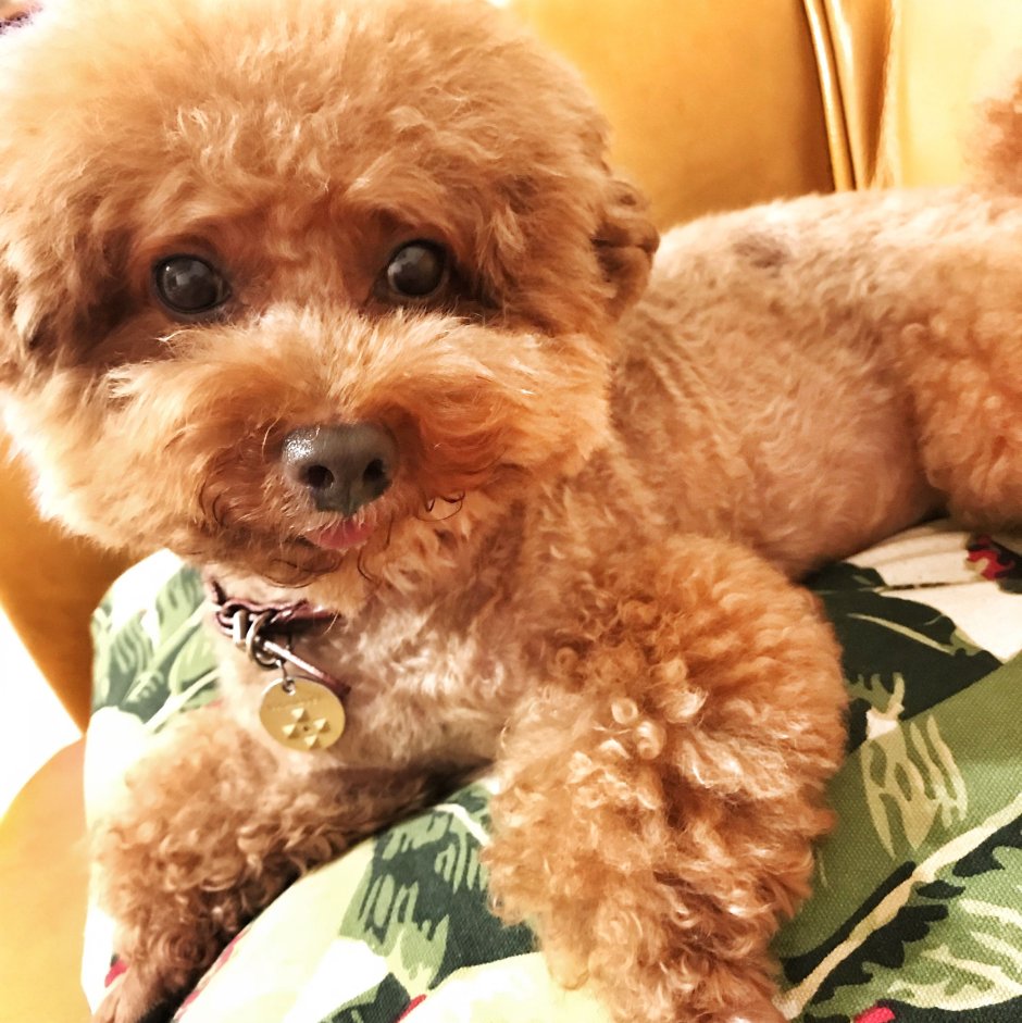 Тикап Тедди пудель