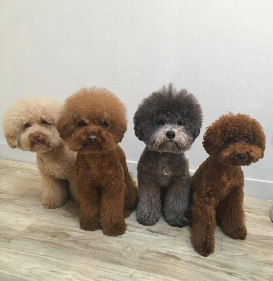 Той пудель нестриженный