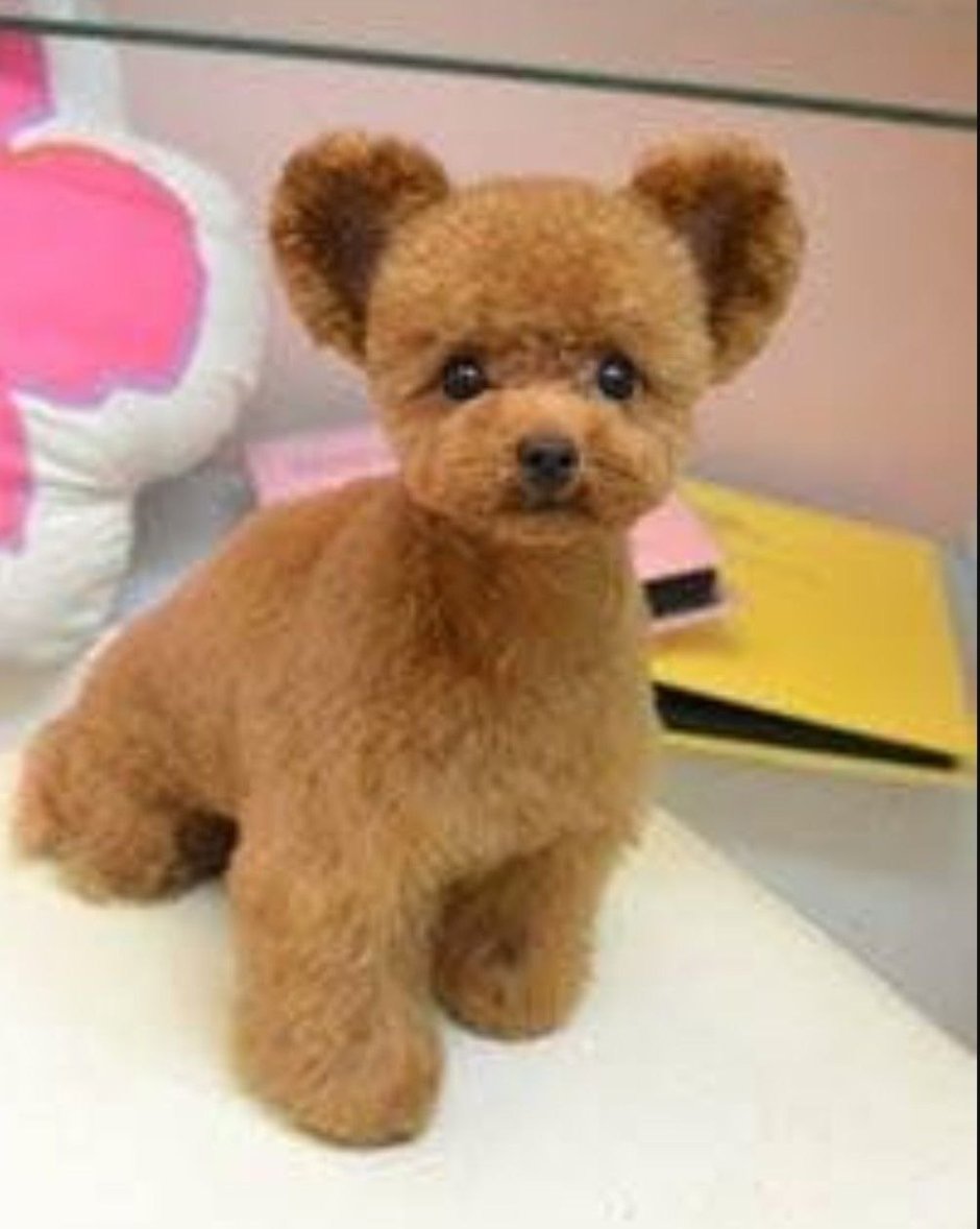 Пудель Тедди Беар