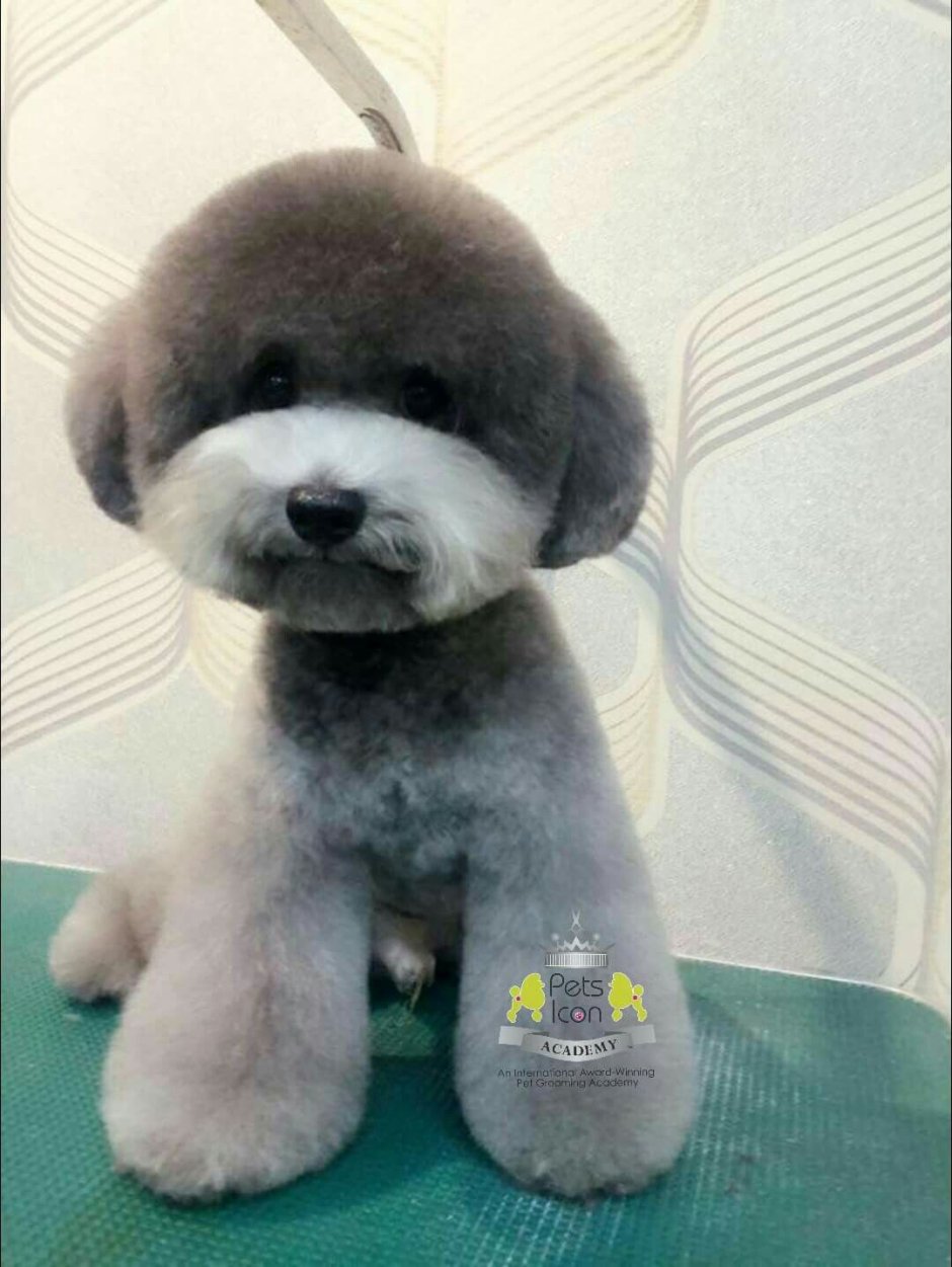 Той пудель стрижка Тедди