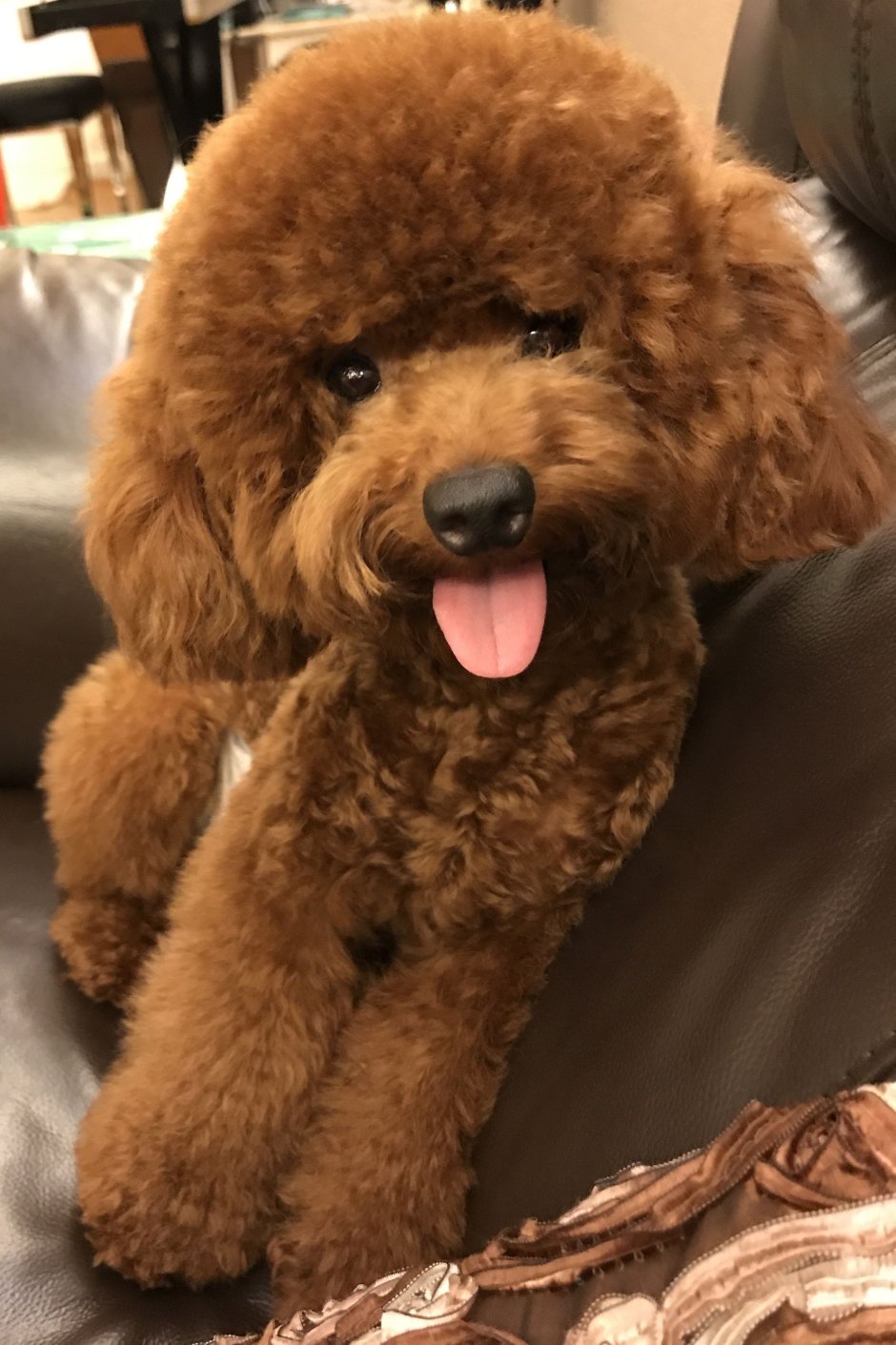 Той пудель Медвежонок