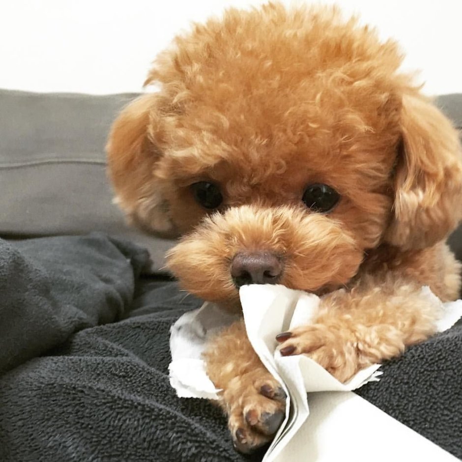 Карликовый померанский пудель