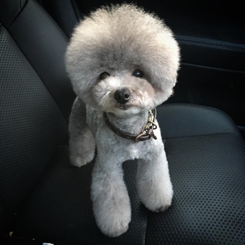 Бишон фризе стрижка азиатский стиль