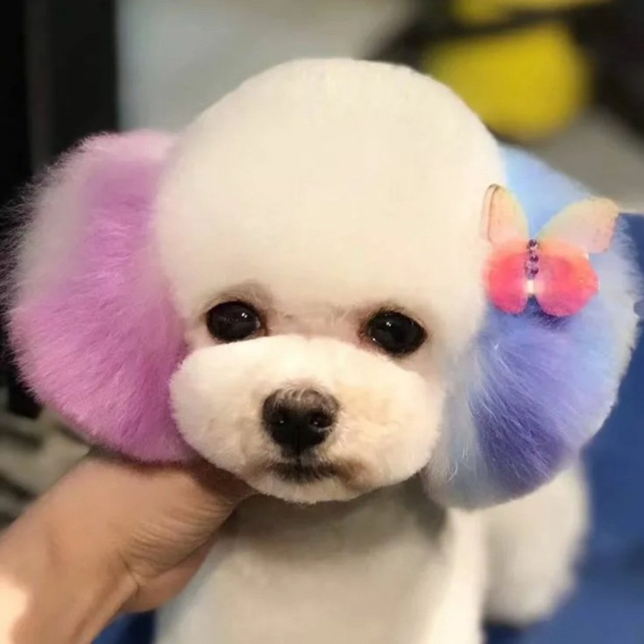 Стрижка Бишон фризе