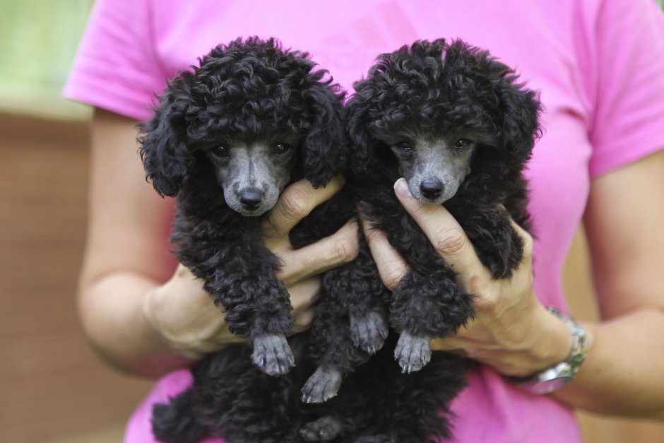 Карликовый пудель нестриженный