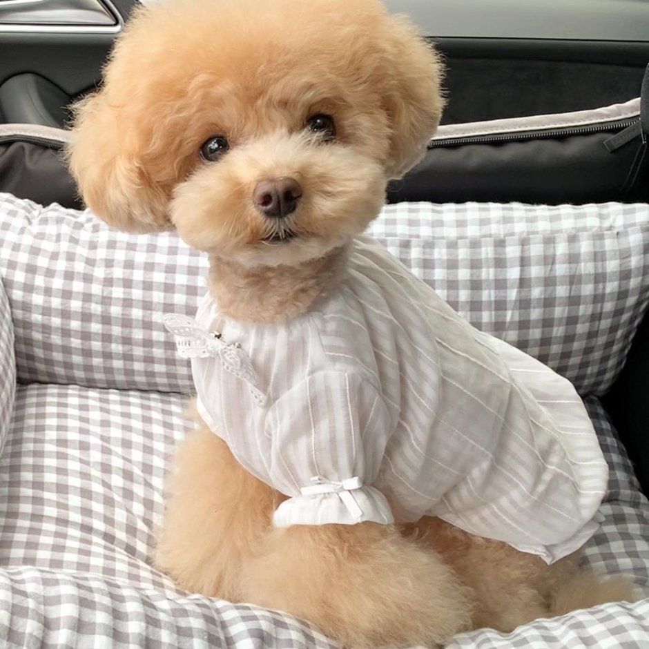 Пудель Тедди Беар