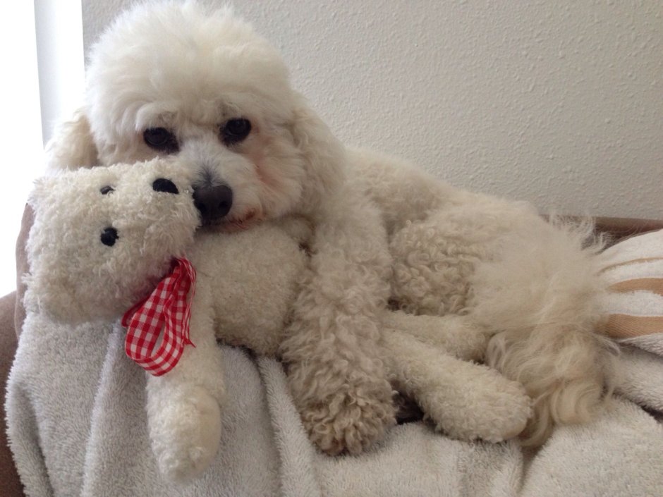 Пудель Бишон фризе