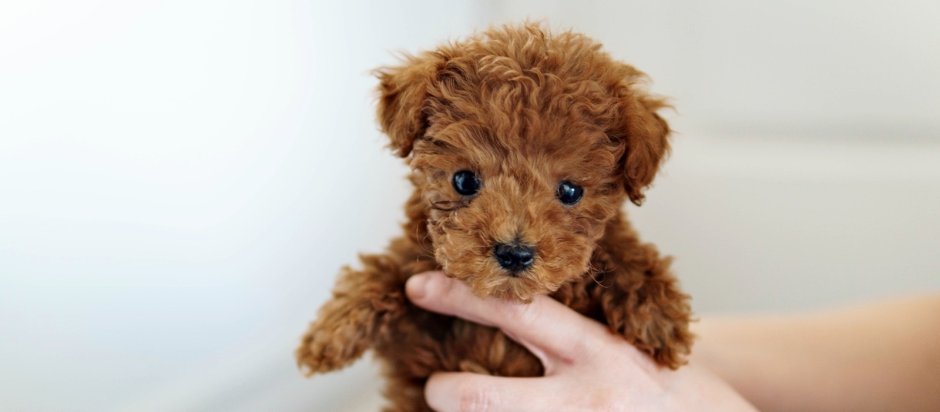 Тикап Тедди пудель