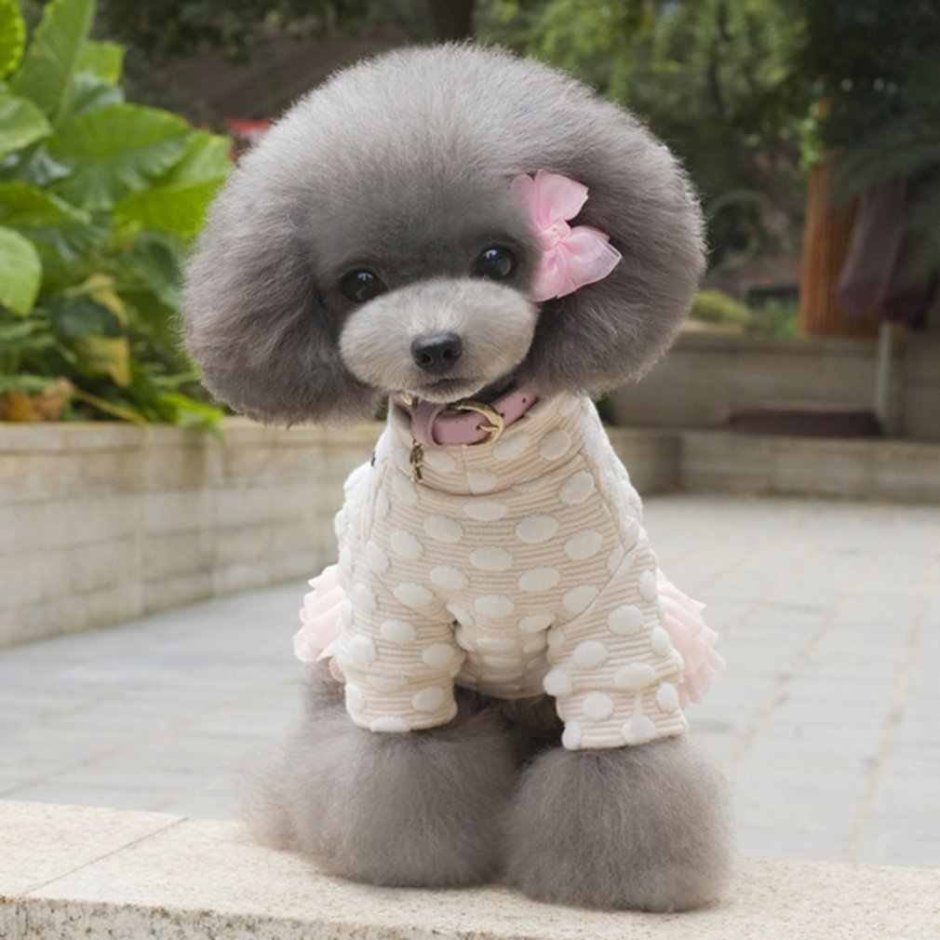 Мини пудель