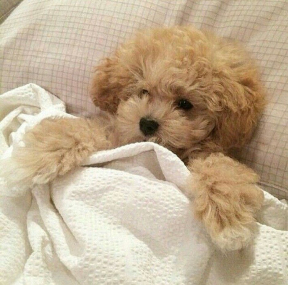 Сонный пудель