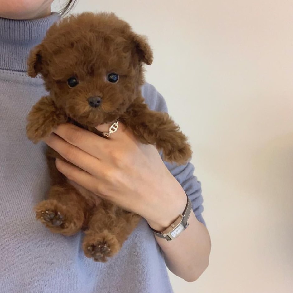 Тедди пудель мальтипу