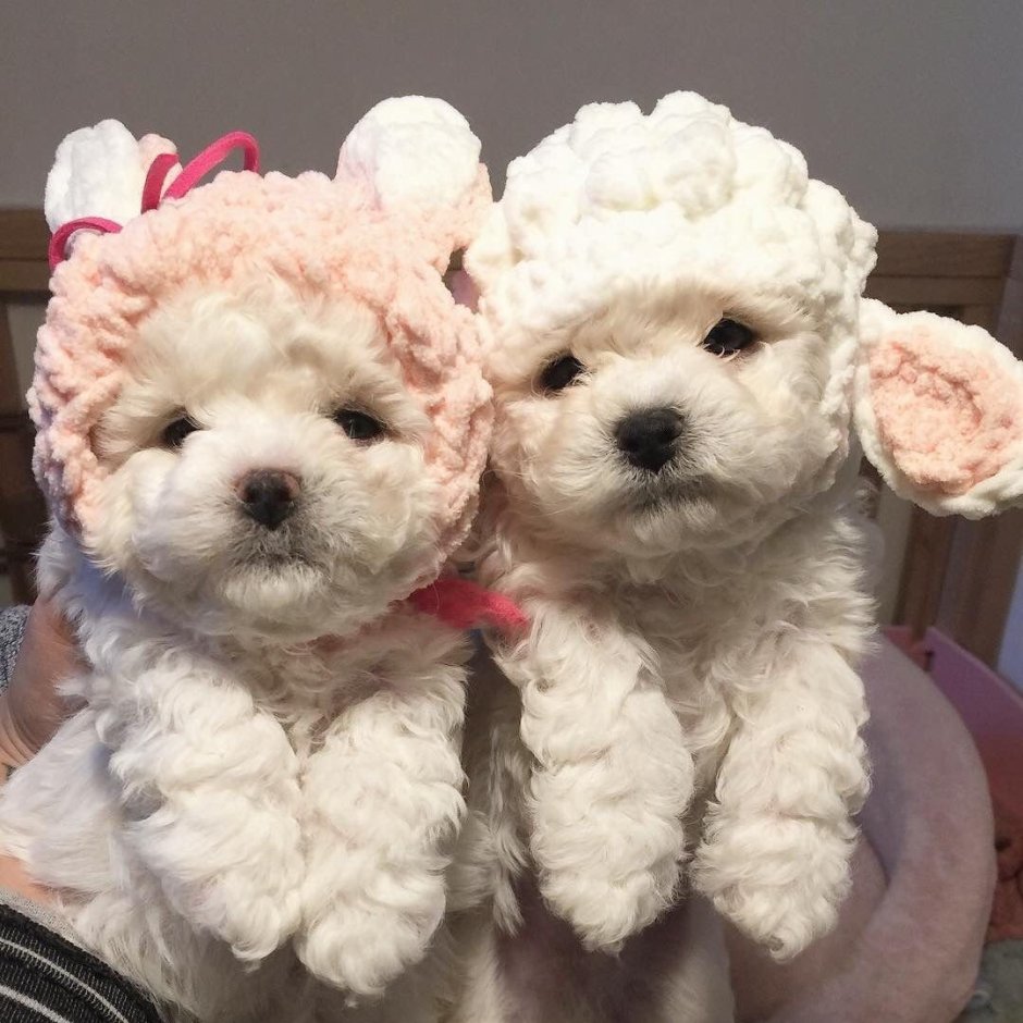 Пудель Бишон