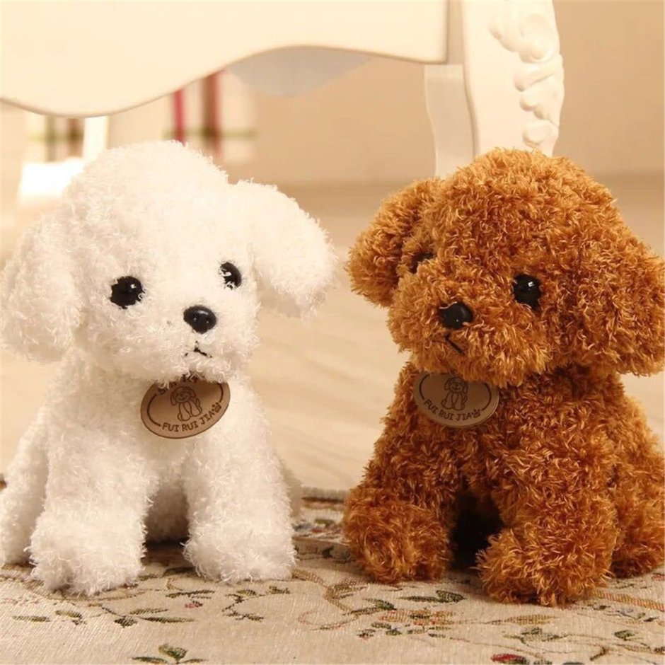 Toy Teddy Poodle