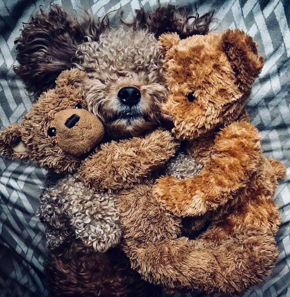 Порода Тедди Беар