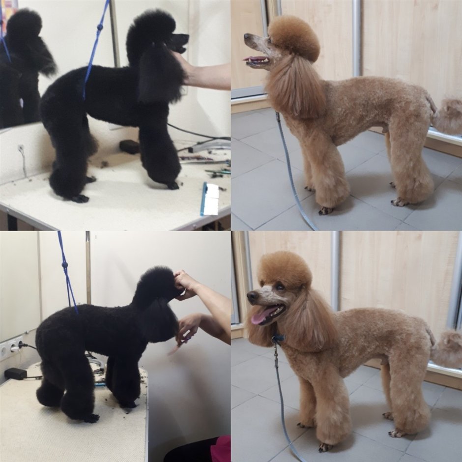 Той пудель сбоку стрижка