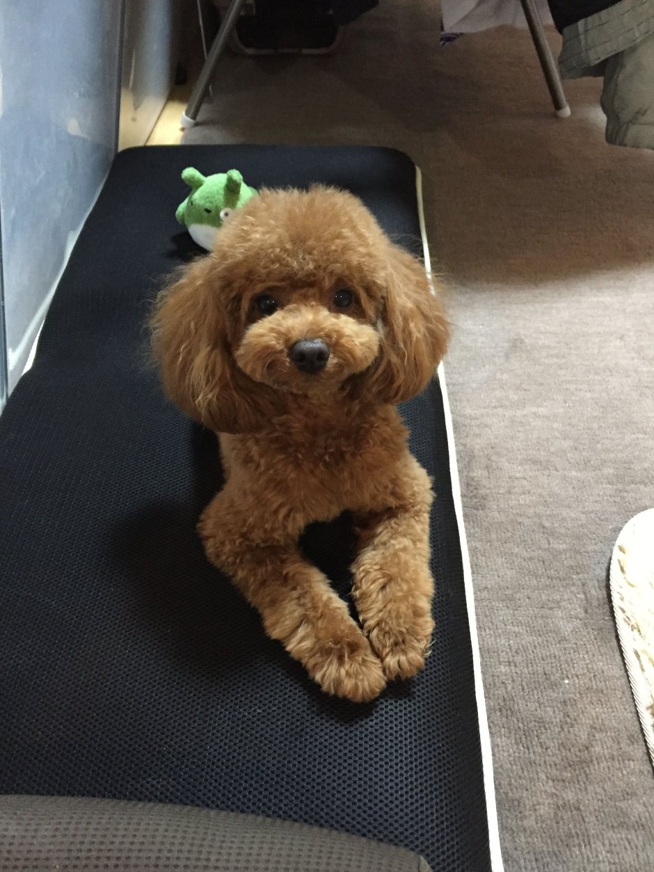 Пудель стрижка Паппи