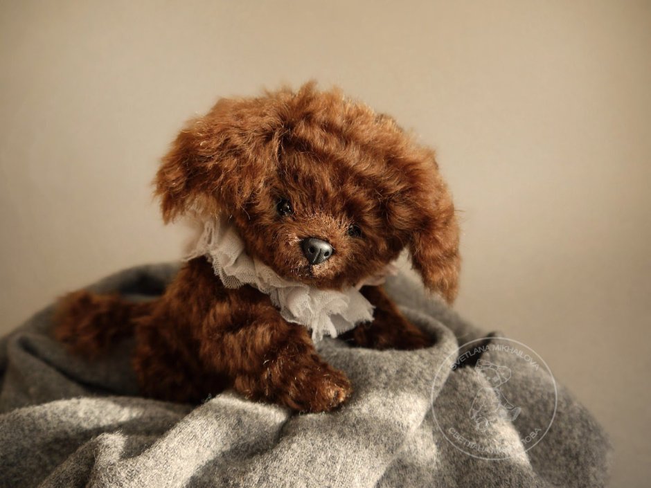 Той пудель шоколадный