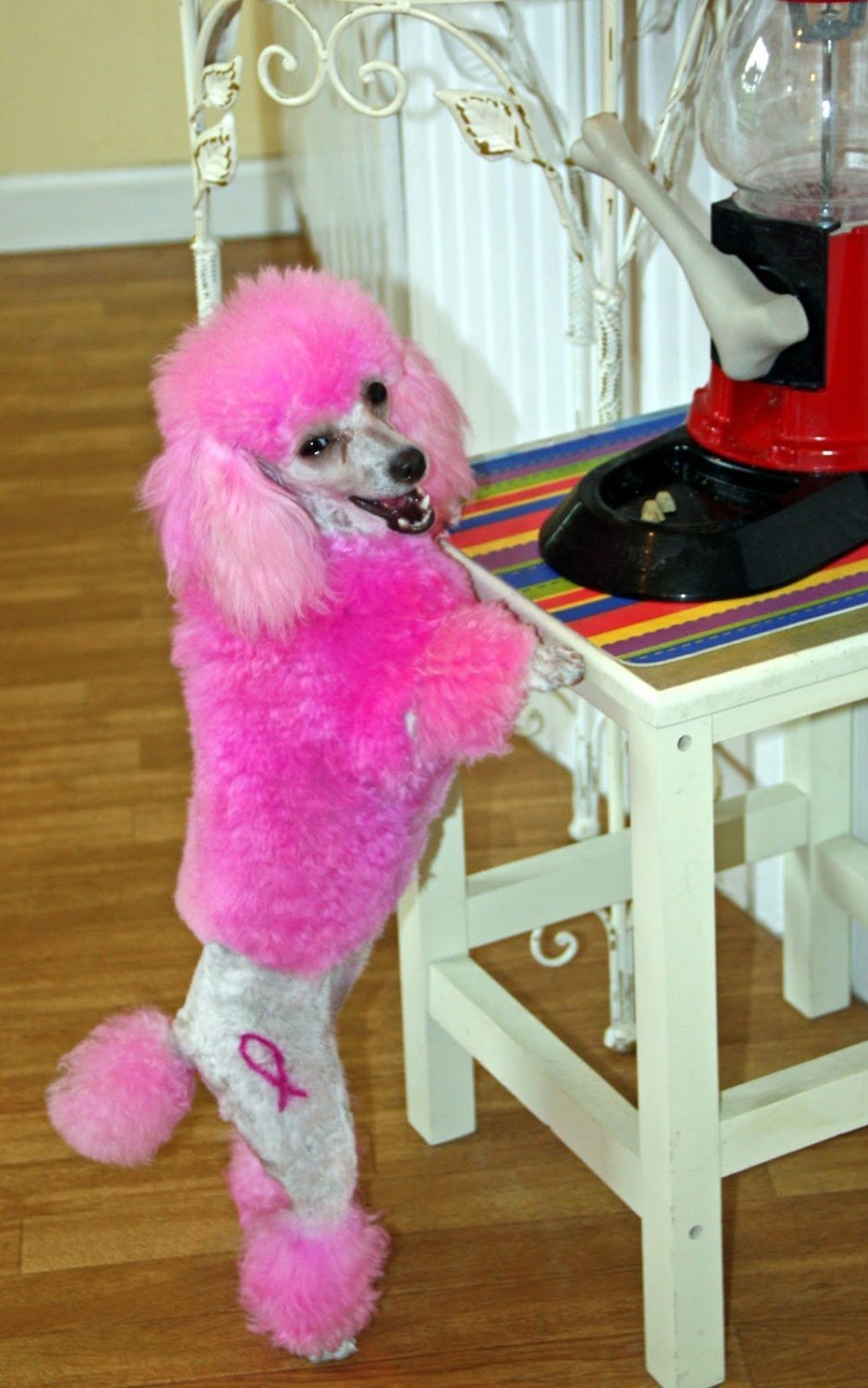 Пудель покрашенный в розовый