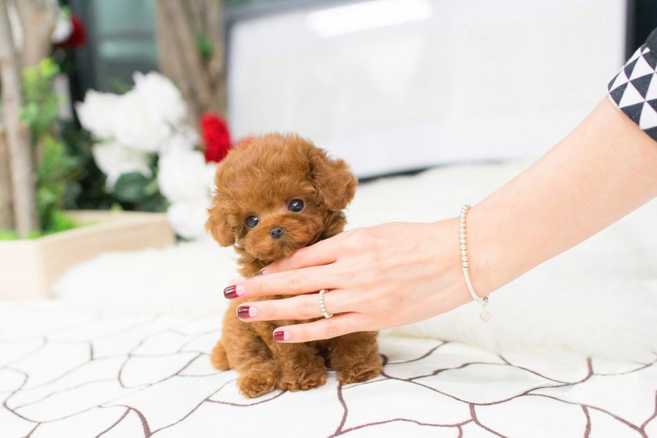 Teacup Teddy Poodle