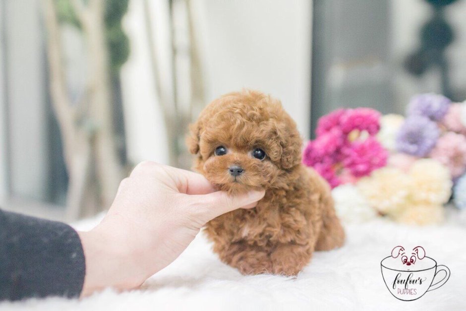 Тедди пудель (Тикап пудель)