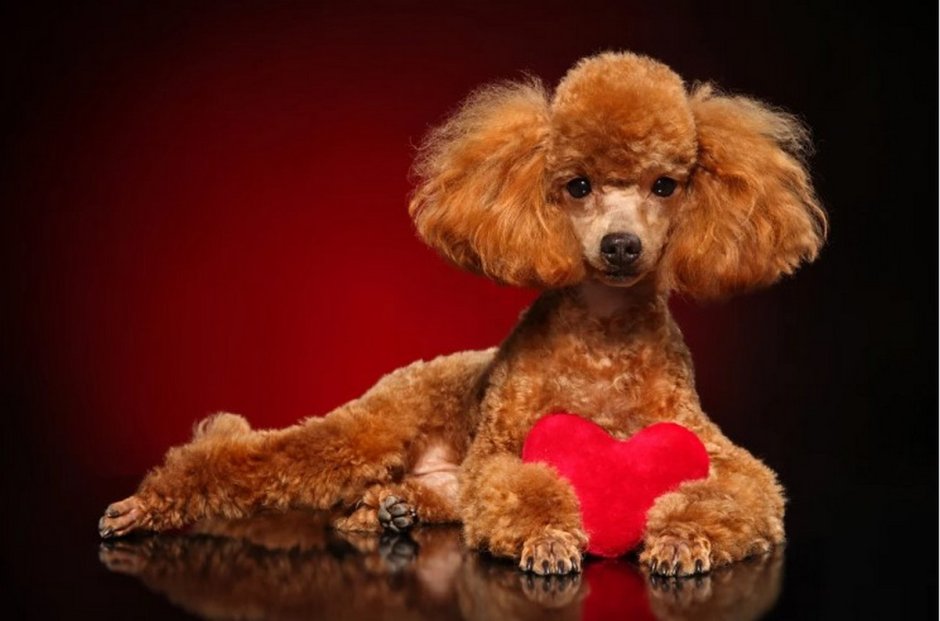 Пудель на Красном фоне