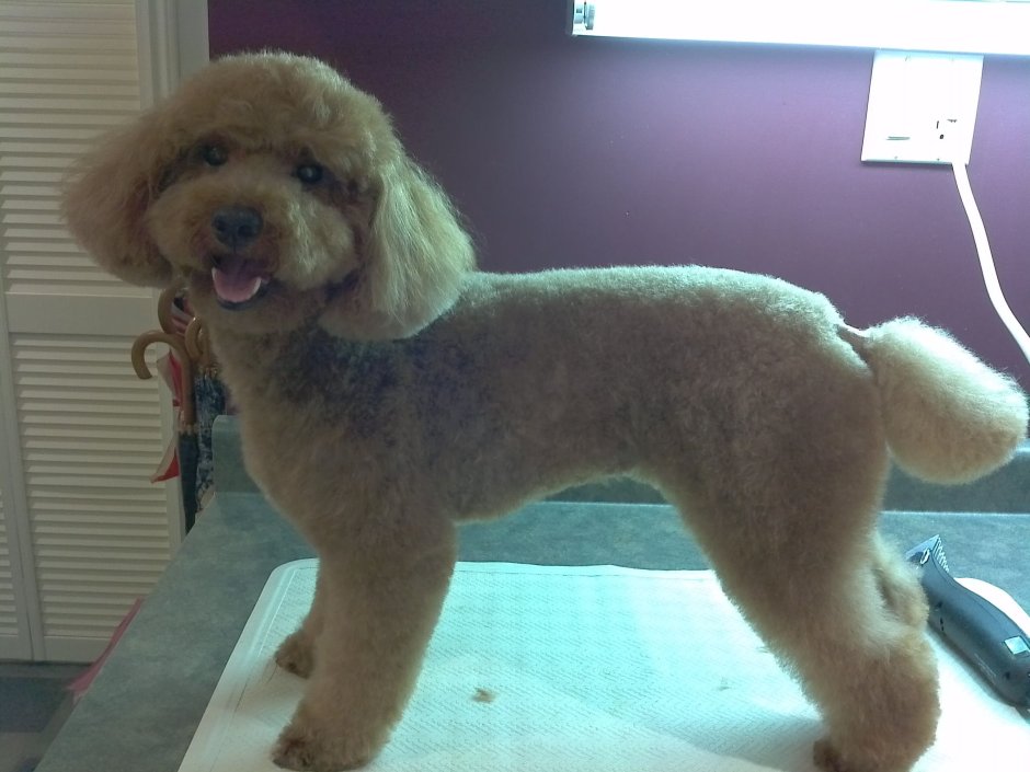 Карликовый пудель стрижка мишка Тедди