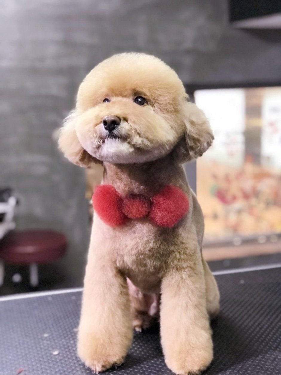 Пудель стрижка Тедди