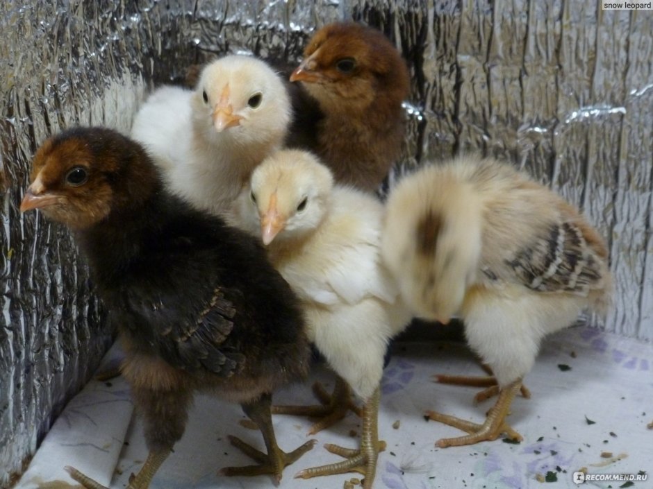 Цыплята Амераукана