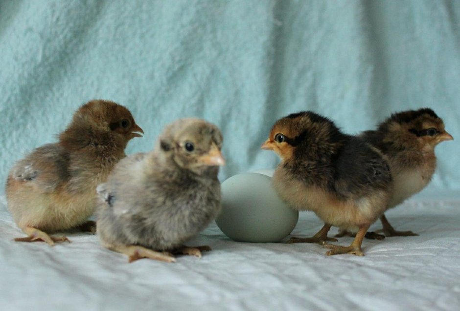 Цыплята Легбар