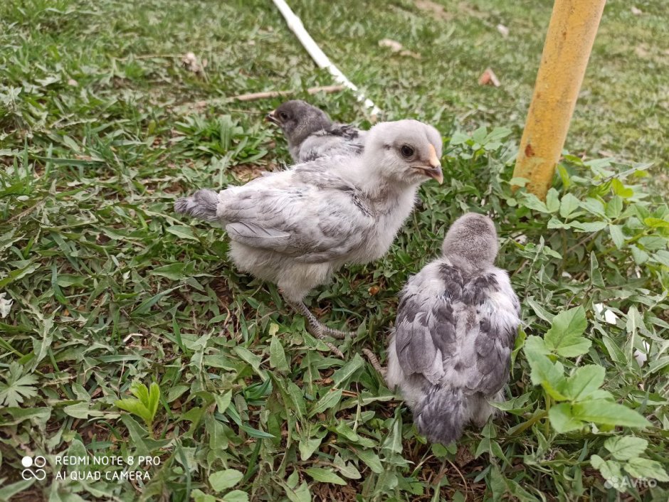Амераукана голубая цыплята
