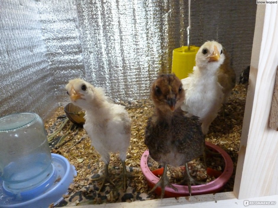 Амераукана цыплята месячные