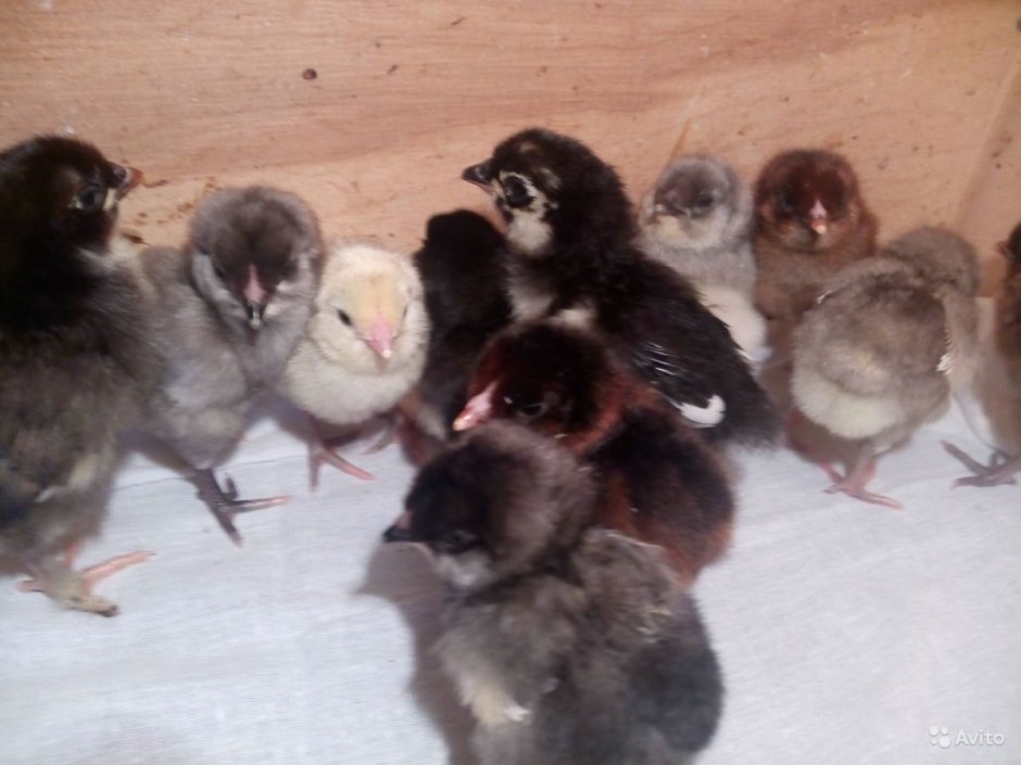 Птенцы Амераукана