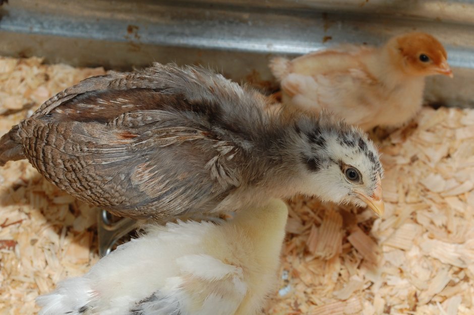 Суточные цыплята Амераукана