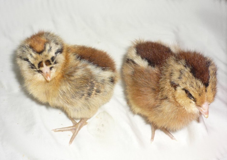 Цыплята Амераукана