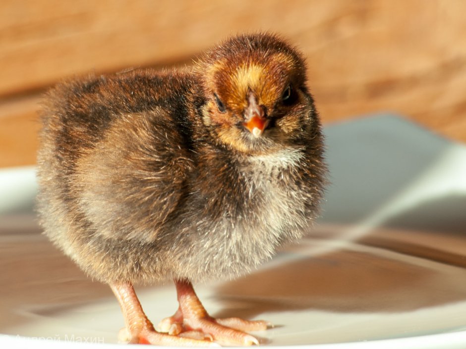 Цыплята амераукана фото