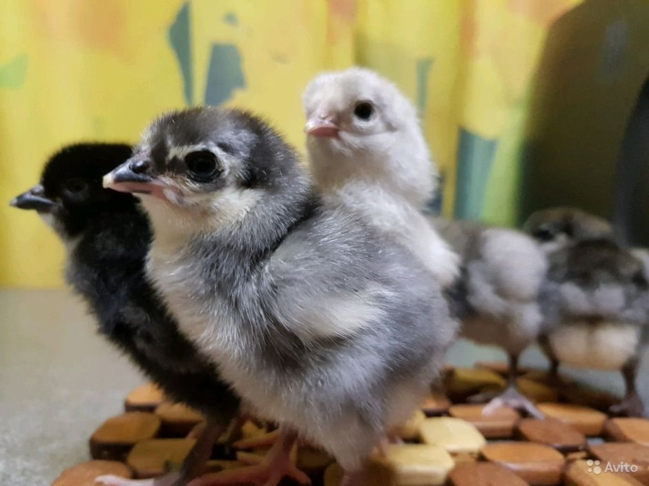Цыплята Амераукана фото