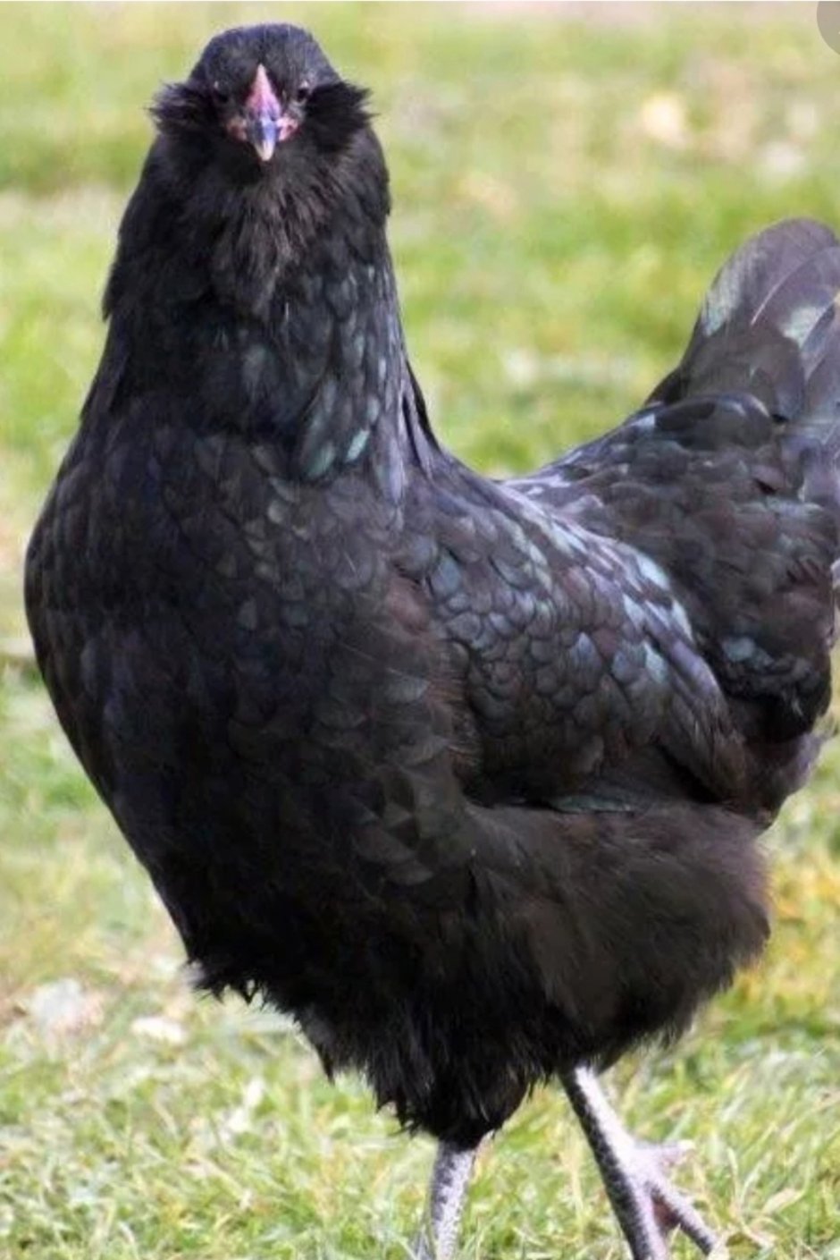 Куры породы Амераукана