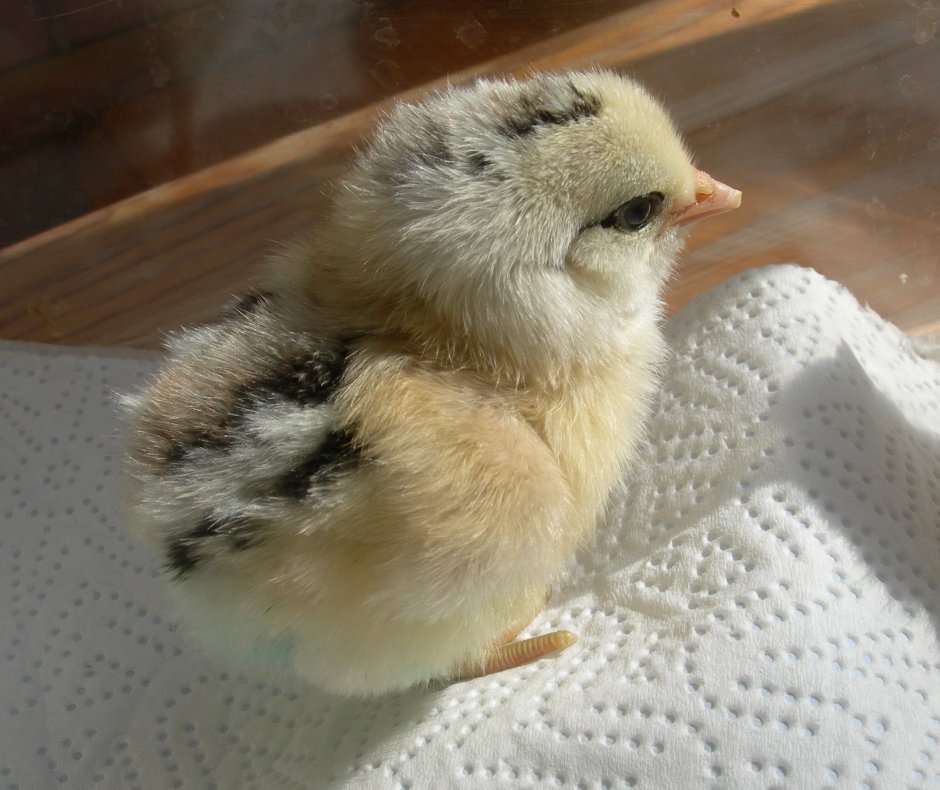 Птенцы Амераукана