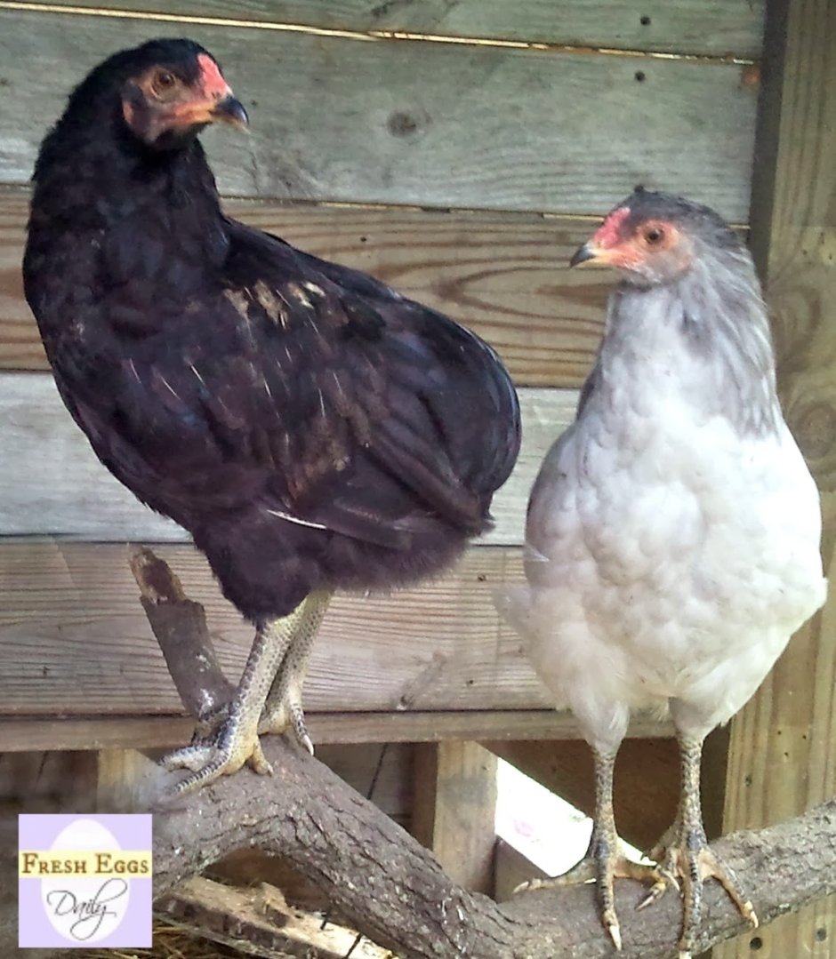 Араукана и Амераукана