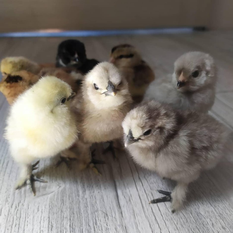 Породистые цыплята