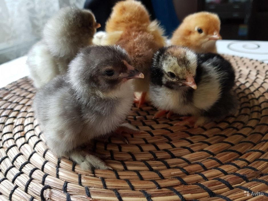 Цыплята Брама