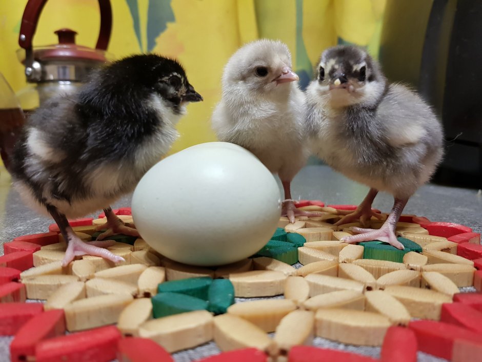 Цыплята породы Араукана