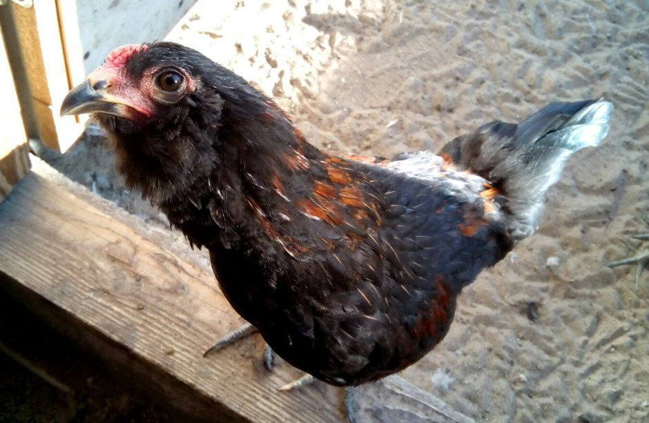 Черный петух амеруакан