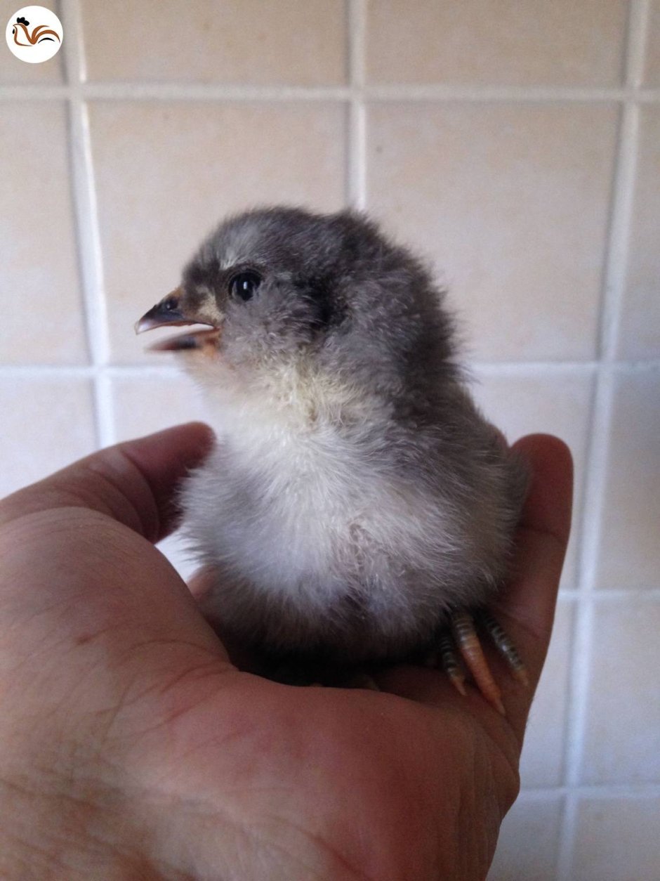 Птенцы Амераукана