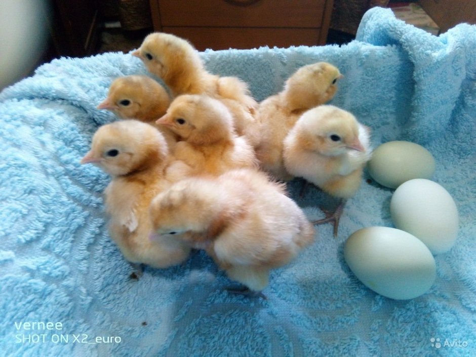 Суточные цыплята Амераукана