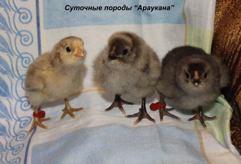 Цыплята Араукана